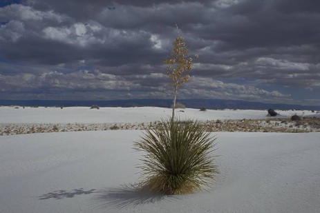 White Sands