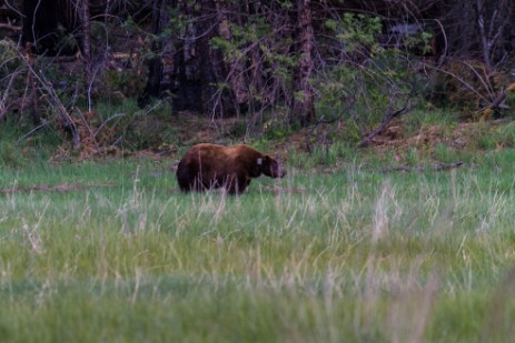 Schwarzbär im Yosemite Nationalpark