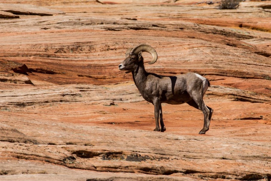 Bighorn im Zion Nationalpark