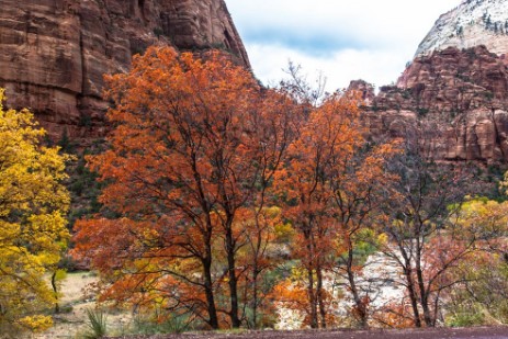 Zion NP im Herbst