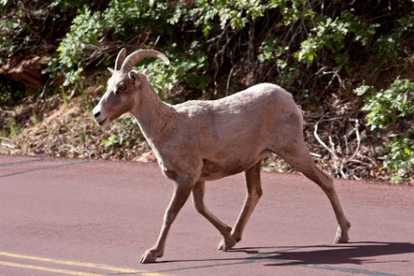 Bighorn im Zion Nationalpark